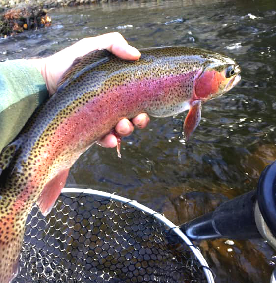 trout